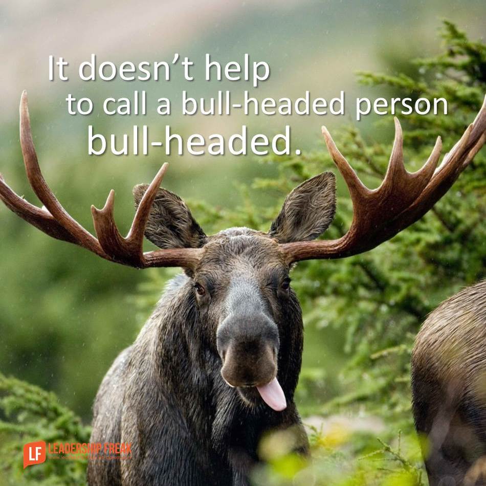7 Ways to Reach BullHeaded Teammates Leadership Freak
